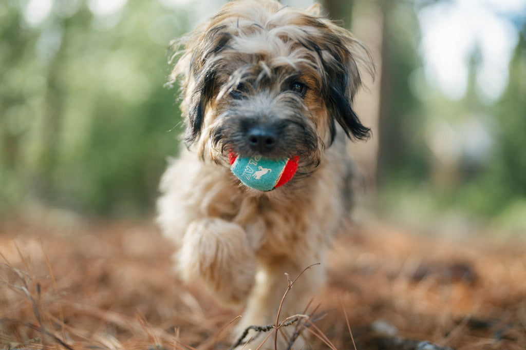 Dog tennis balls fetch set Singapore - durable outdoor balls by Petizen - lifestyle