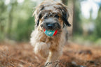 Dog tennis balls fetch set Singapore - durable outdoor balls by Petizen - lifestyle