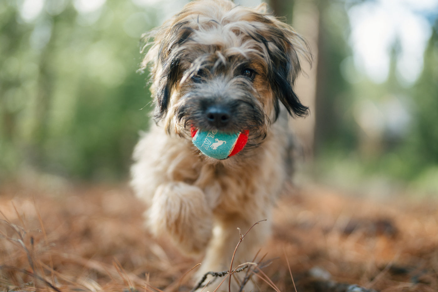 Dog tennis balls fetch set Singapore - durable outdoor balls by Petizen - lifestyle