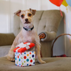 P.L.A.Y. Party Time celebration dog plush toy collection Singapore - lifestyle