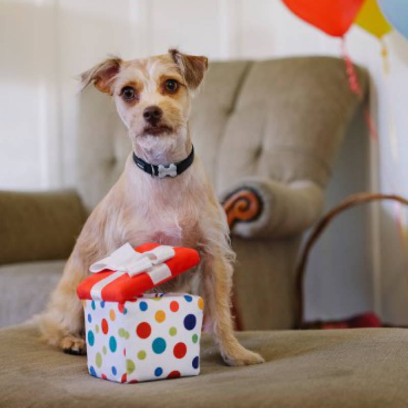 P.L.A.Y. Party Time celebration dog plush toy collection Singapore - lifestyle