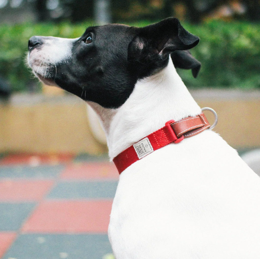 Explore dog collar Singapore - adjustable pet collar by Petizen - side view