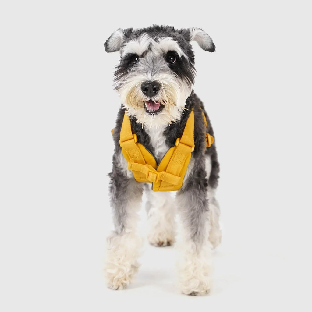 Explore dog harness Singapore - adjustable no-pull harness by Petizen - lifestyle