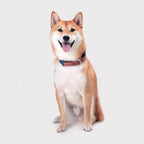 Explore dog collar Singapore - adjustable pet collar by Petizen - in use