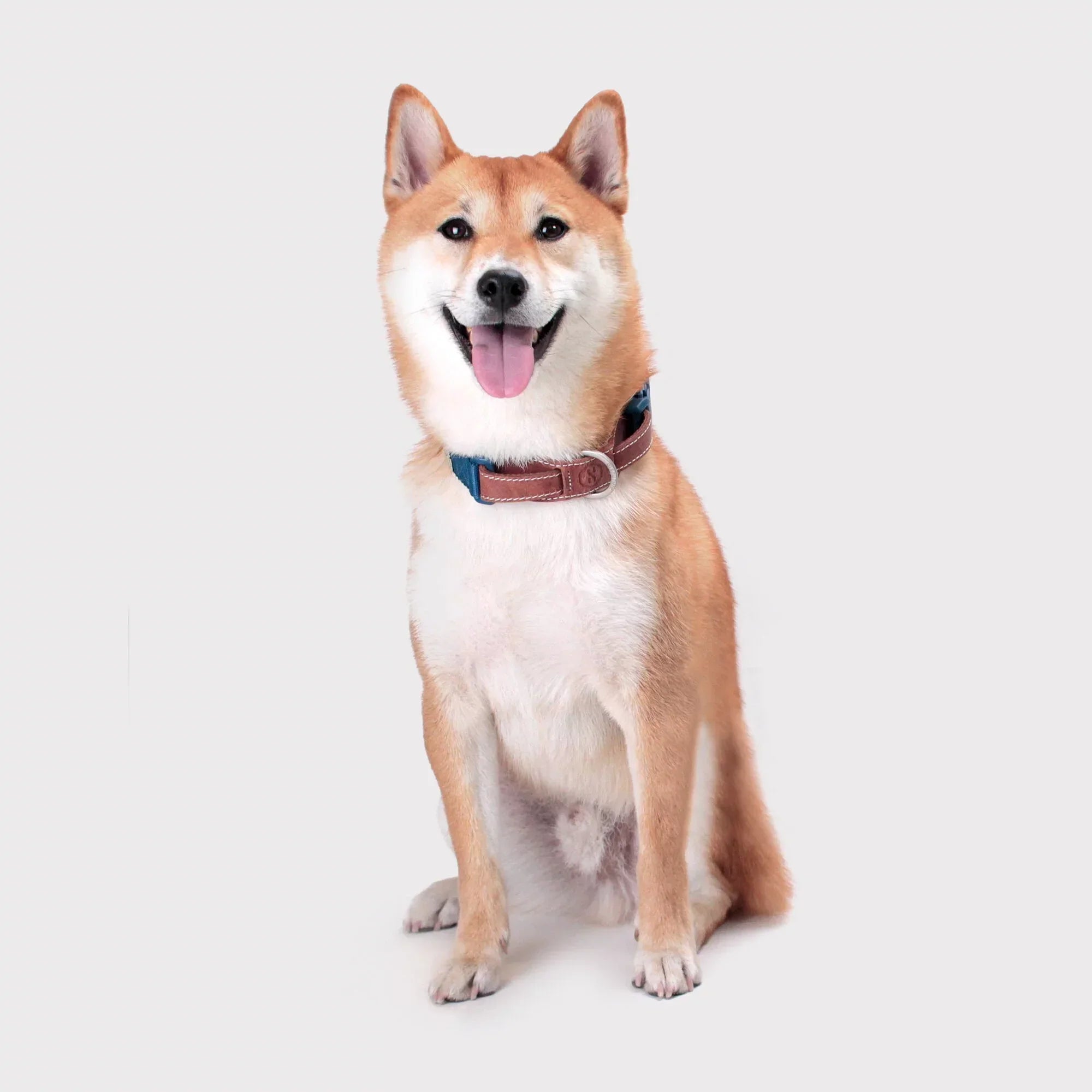 Explore dog collar Singapore - adjustable pet collar by Petizen - in use