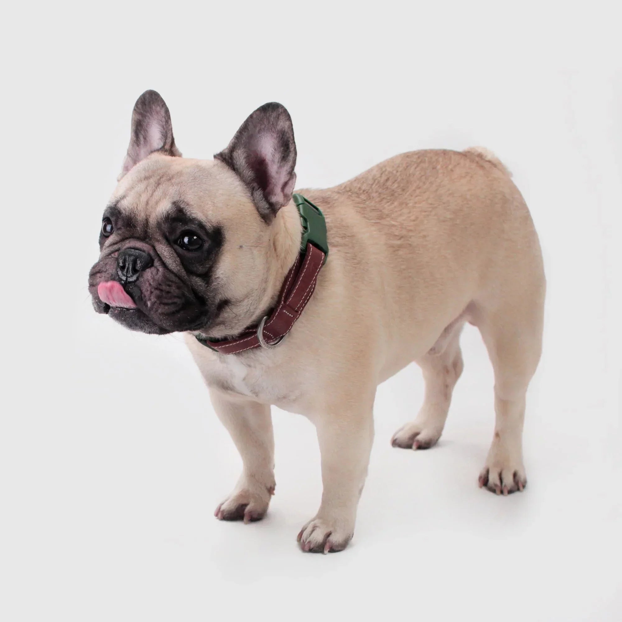 Explore dog collar Singapore - adjustable pet collar by Petizen - size comparison