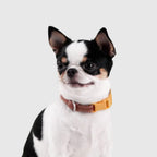 Explore dog collar Singapore - adjustable pet collar by Petizen - lifestyle