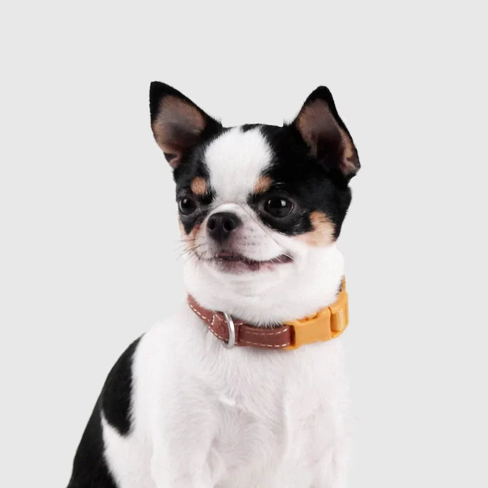 Explore dog collar Singapore - adjustable pet collar by Petizen - lifestyle