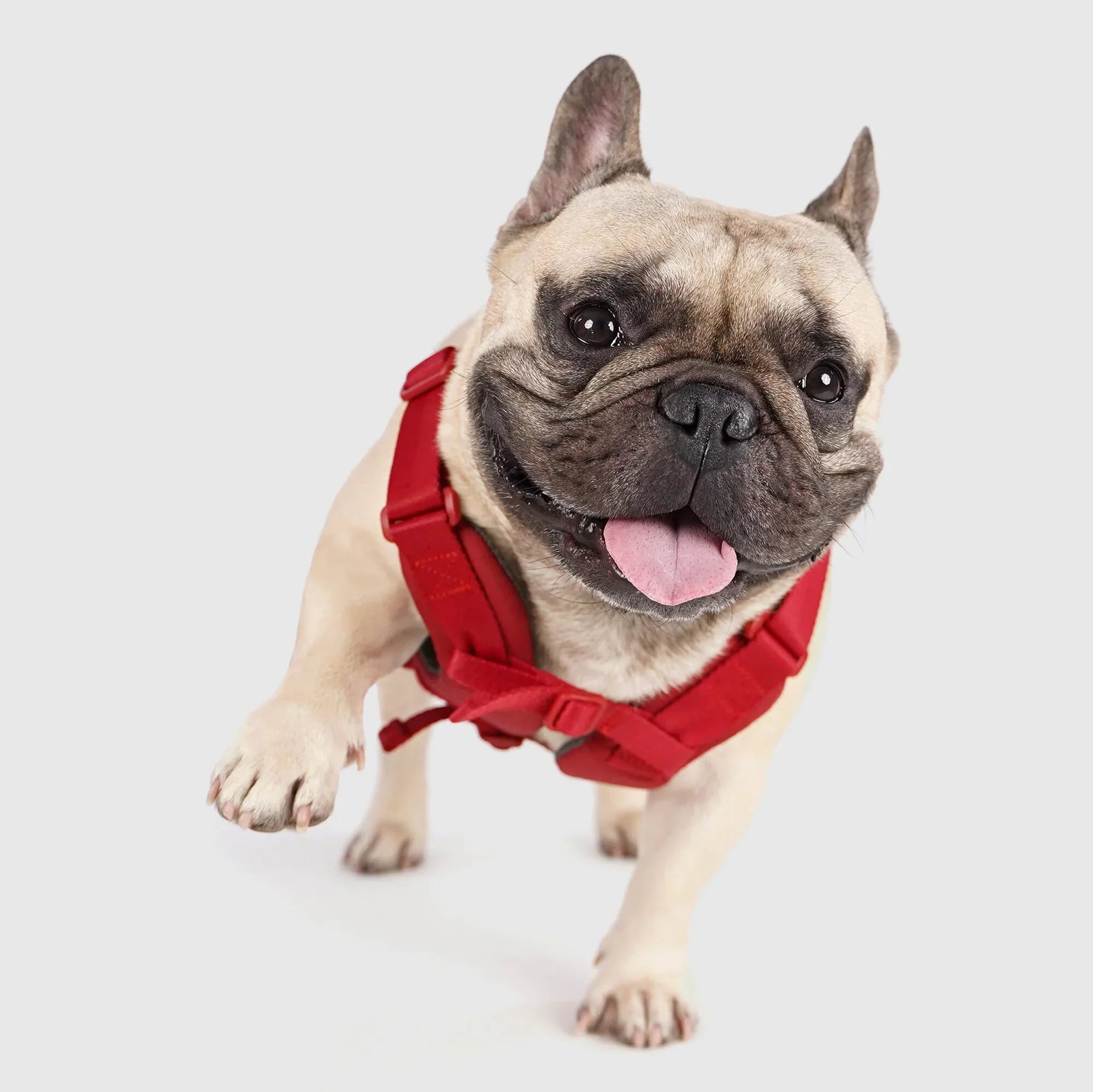 Explore dog harness Singapore - adjustable no-pull harness by Petizen - side view