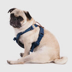 Explore dog harness Singapore - adjustable no-pull harness by Petizen - in use