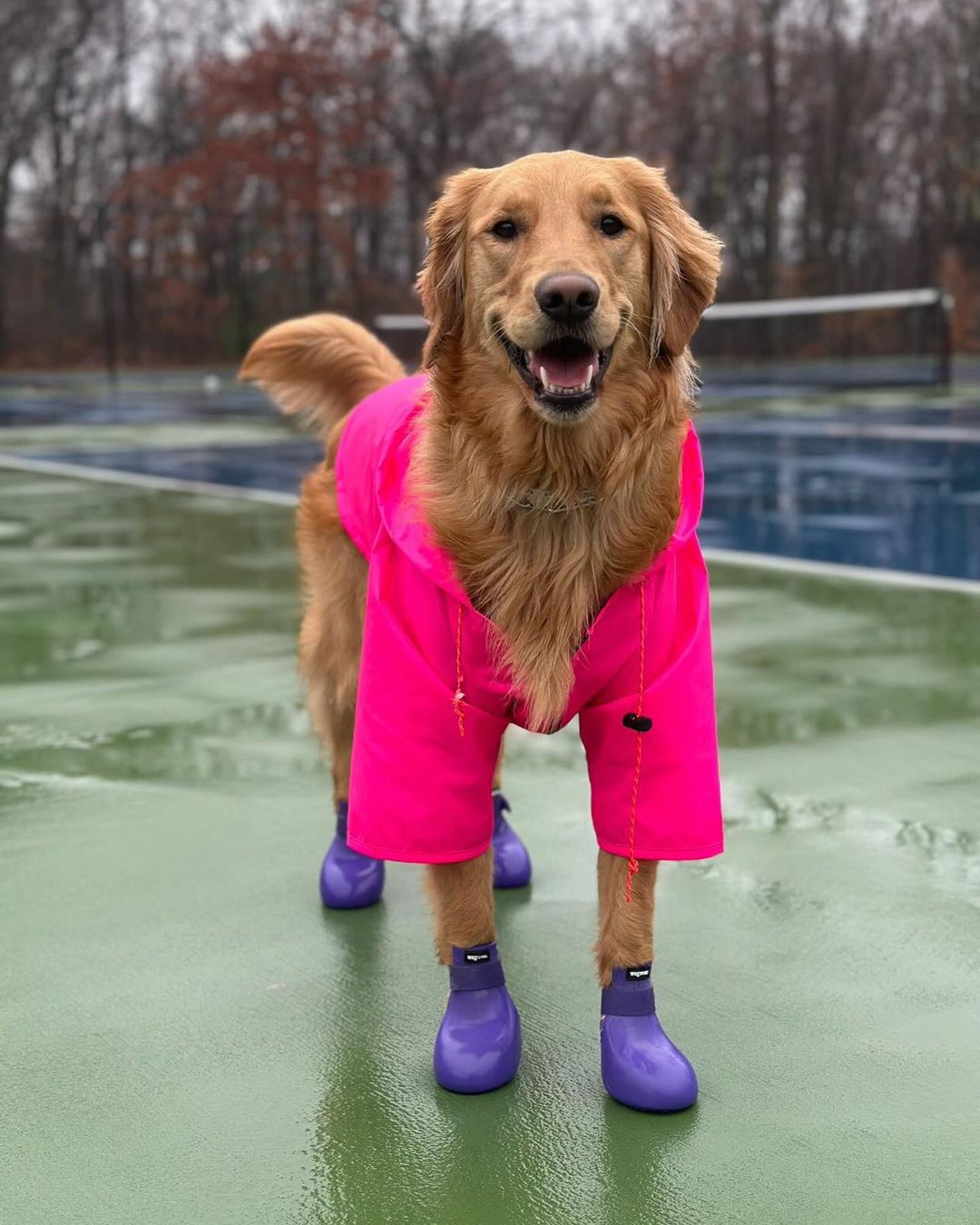 Wagwear Dog Boots - WagWellies™ (1 pair of 2)