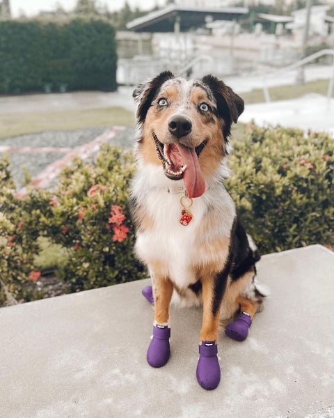 Dog Boots - WagWellies™ (1 pair of 2)