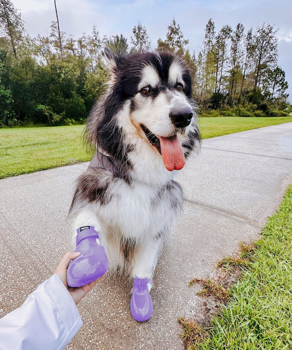 Wagwear Dog Boots - WagWellies™ (1 pair of 2)