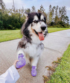 Wagwear Dog Boots - WagWellies™ (1 pair of 2)
