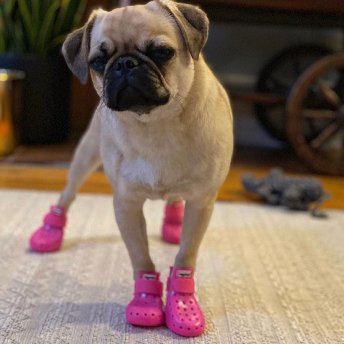 Wagwear WagWellies Mojave dog boots Singapore - protective paw boots for hot ground - size comparison