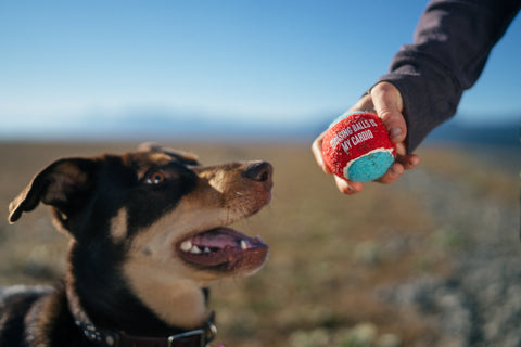 Dog Tennis Balls