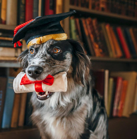 Back to School Collection - Petisan