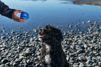 Dog tennis balls fetch set Singapore - durable outdoor balls by Petizen - in use