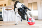 Dog enrichment wobble ball treat dispenser toy Singapore by Brightkins - side view