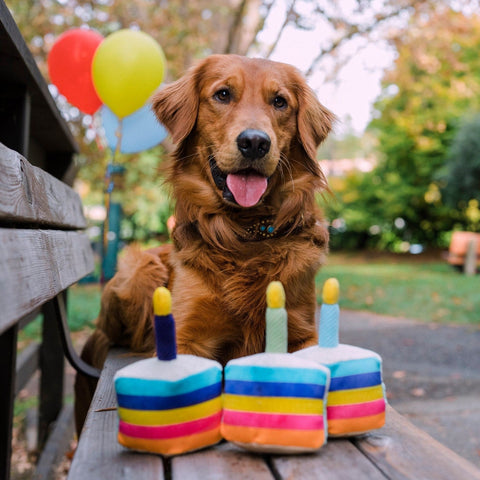 Dog Plush Toy - Party Time Collection