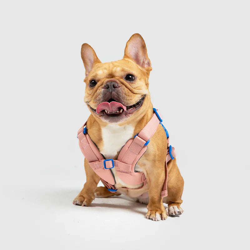 10TH YEAR_Harness
