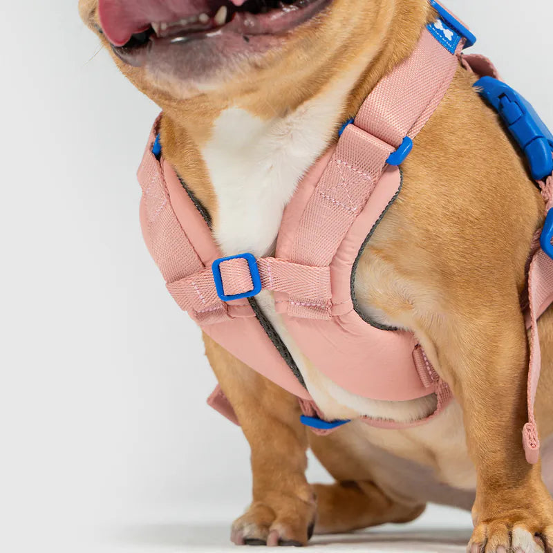 10TH YEAR_Harness