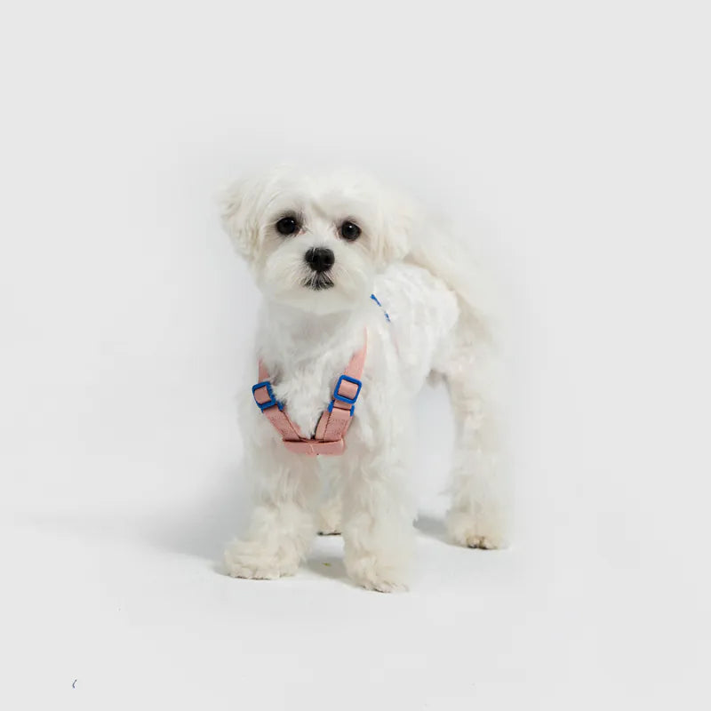 10TH YEAR_Harness