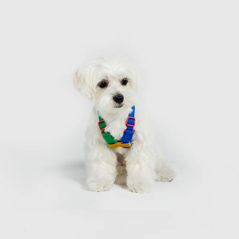 10TH YEAR_Harness