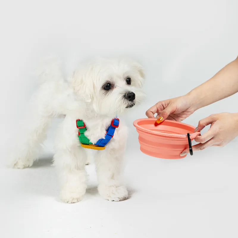 10TH YEAR - Collapsible Bowl Singapore - portable foldable pet travel bowl by Petizen - side view