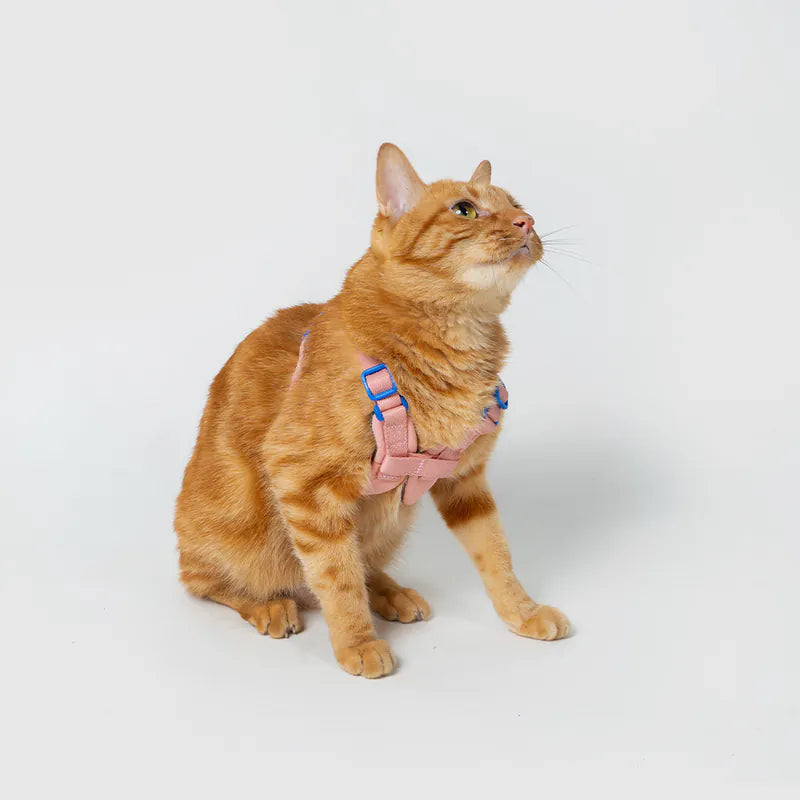 10TH YEAR_Harness