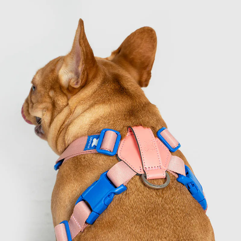 10TH YEAR_Harness