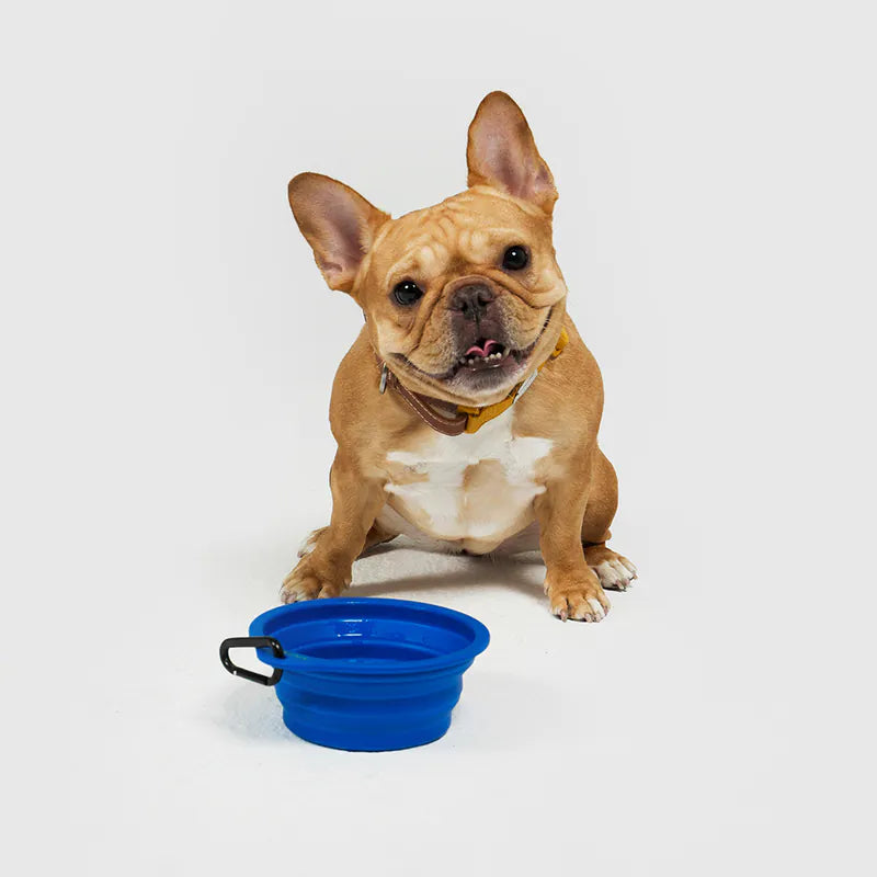 10TH YEAR - Collapsible Bowl Singapore - portable foldable pet travel bowl by Petizen - colour options