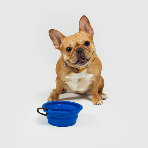 10TH YEAR - Collapsible Bowl