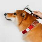Pet grooming comb for dogs and cats Singapore - Petizen grooming tool - features