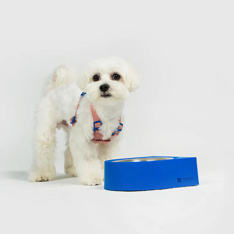 10TH YEAR - NON-ANTS Bowl (Low)