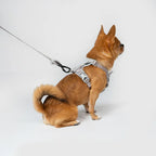 Ultra Explore dog leash Singapore - durable walking leash by Petizen - lifestyle