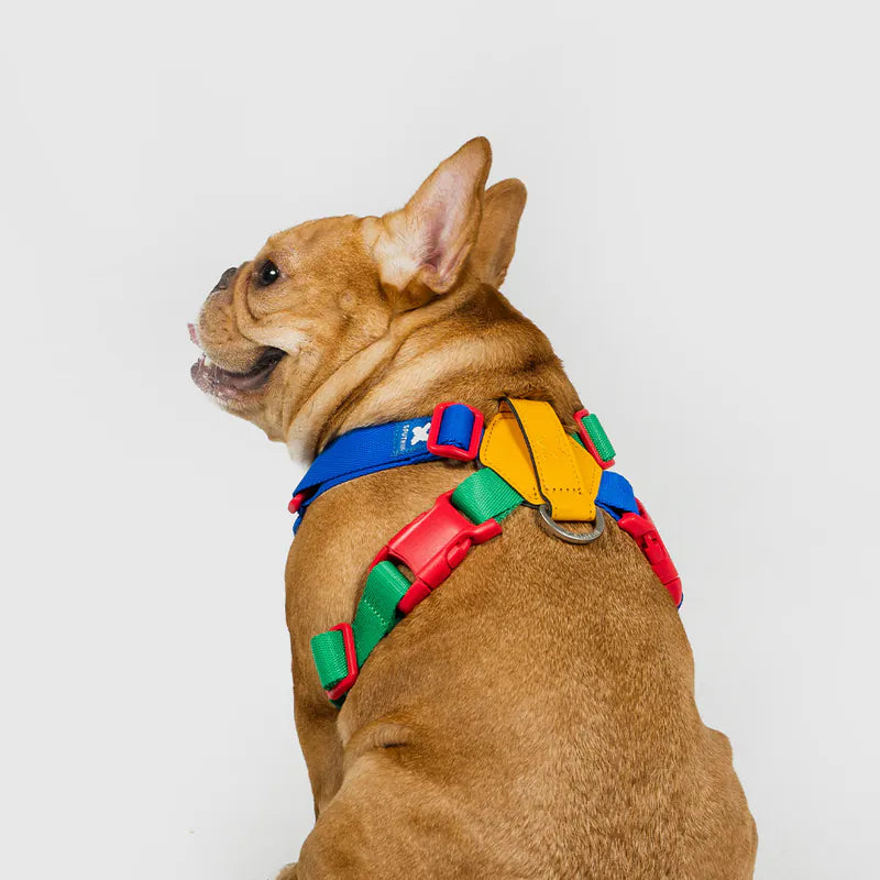 Petizen 10th Anniversary dog harness Singapore - limited edition walk gear - features