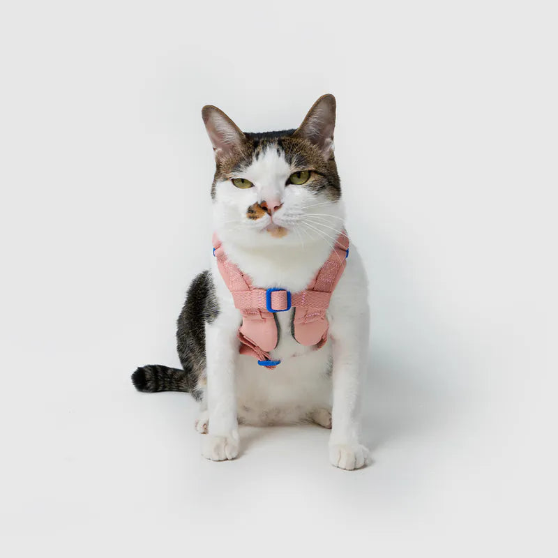 10TH YEAR_Harness