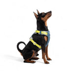 Woolly Wolf Alpha 360 Dog Harness Deep Teal