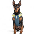 Woolly Wolf Alpha 360 Dog Harness Deep Teal