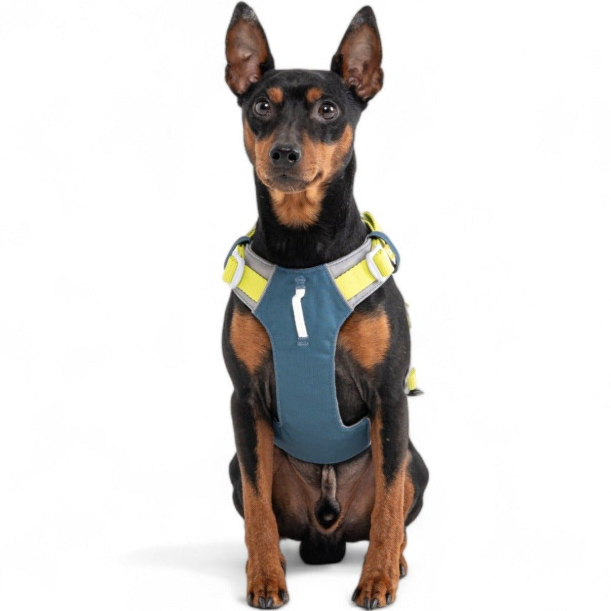 Woolly Wolf Alpha 360 Dog Harness Deep Teal