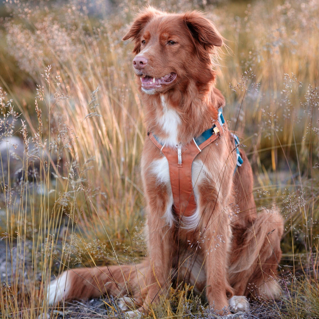 Woolly Wolf Alpha 360 Dog Harness Terracotta Mix