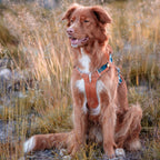 Woolly Wolf Alpha 360 Dog Harness Terracotta Mix