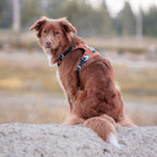 Woolly Wolf Alpha 360 Dog Harness Terracotta Mix