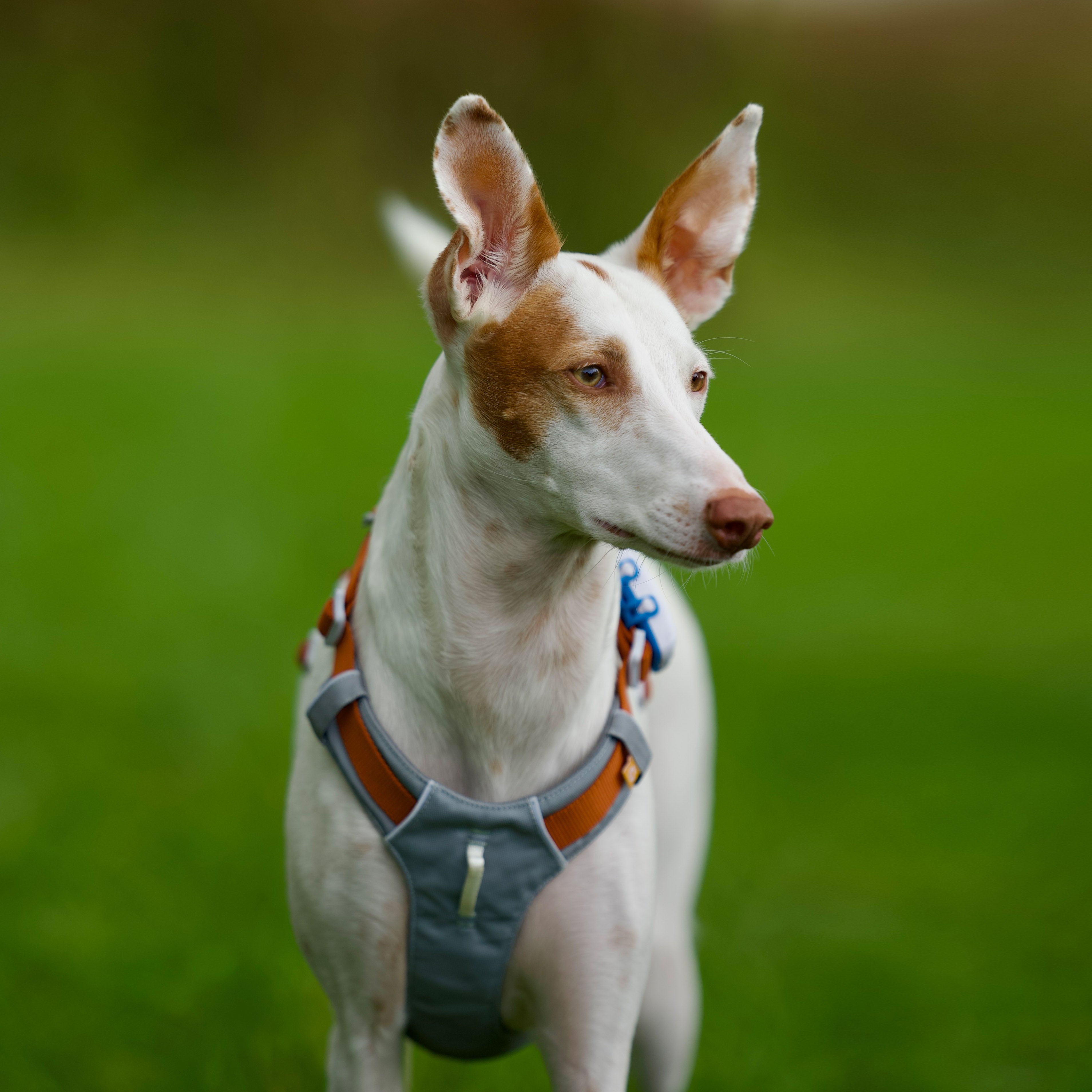 Woolly Wolf Alpha 360 Dog Harness Glacier Green Mix