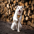 Woolly Wolf Cloudbeam Dog Harness