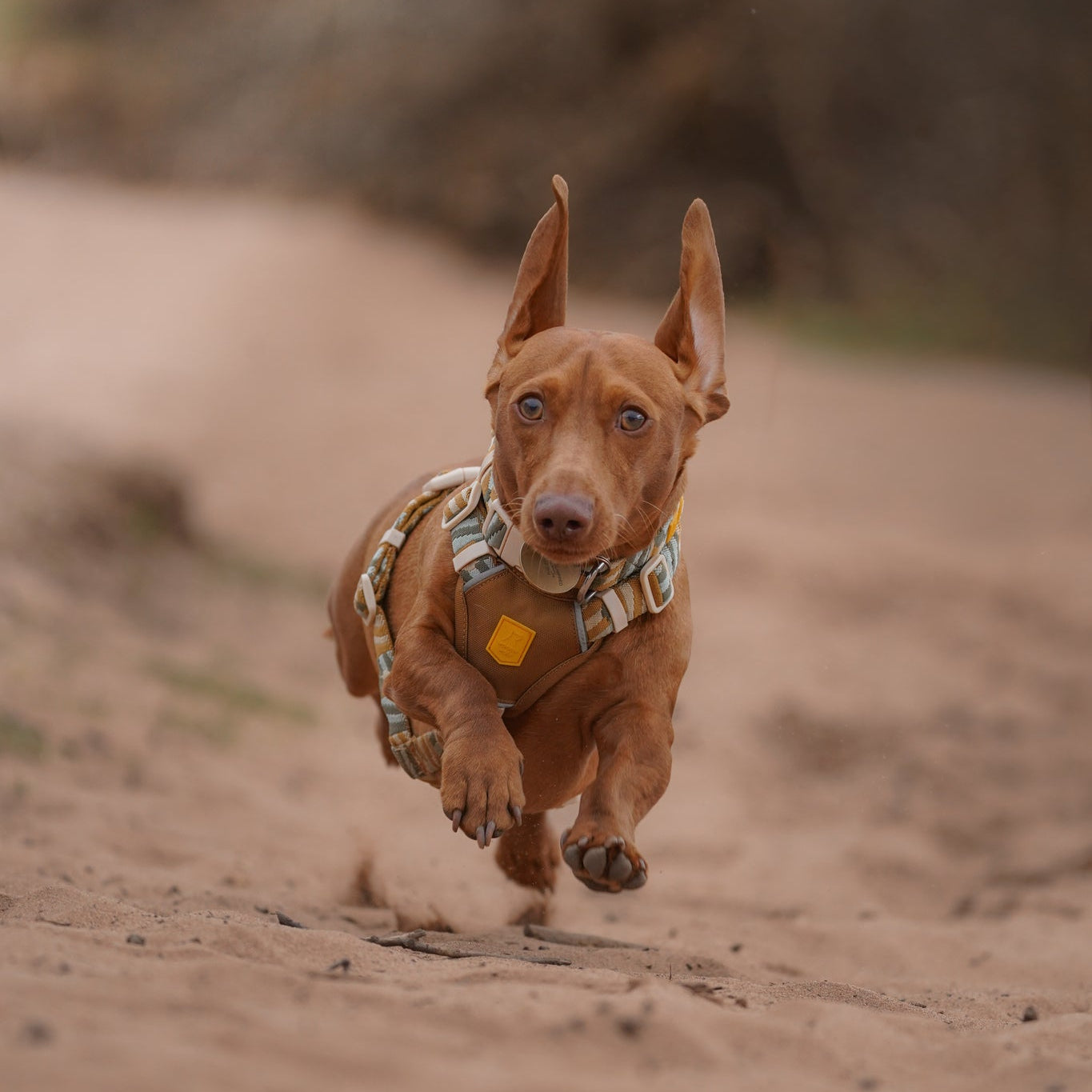 Woolly Wolf Cloudbeam Dog Harness