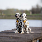 Woolly Wolf Cloudbeam Dog Harness