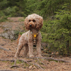 Woolly Wolf Cloudbeam Dog Harness