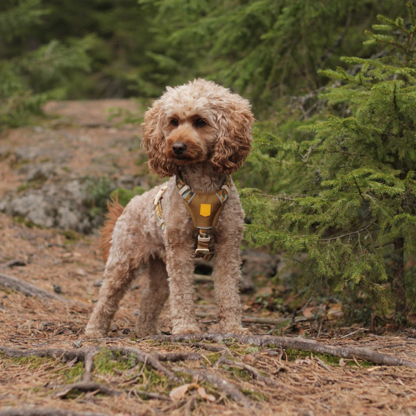 Woolly Wolf Cloudbeam Dog Harness